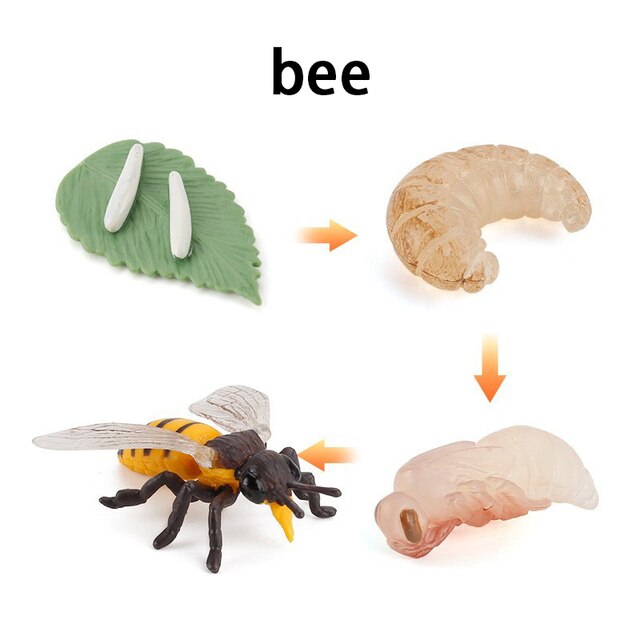 Wooden Animal Life Cycle - BabbeZz