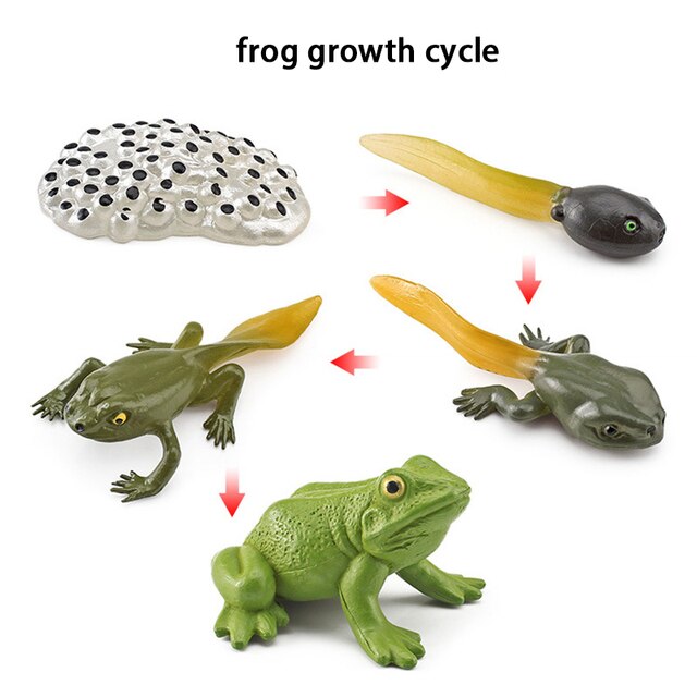 Wooden Animal Life Cycle - BabbeZz