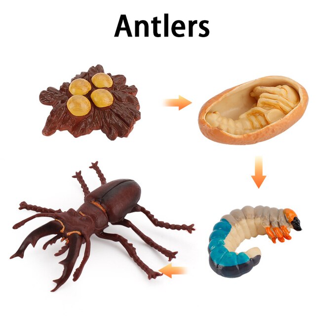 Wooden Animal Life Cycle - BabbeZz