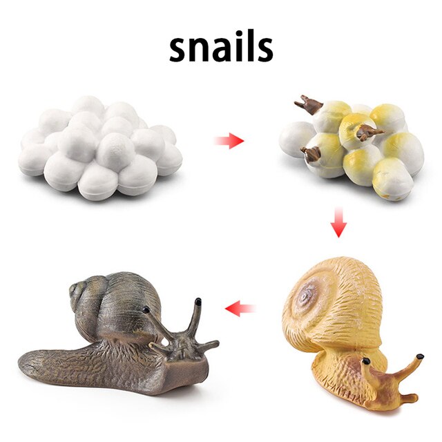 Wooden Animal Life Cycle - BabbeZz