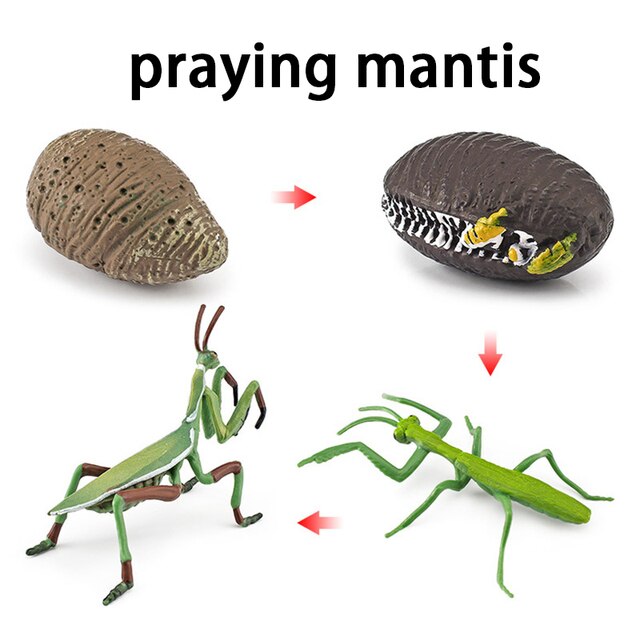 Wooden Animal Life Cycle - BabbeZz