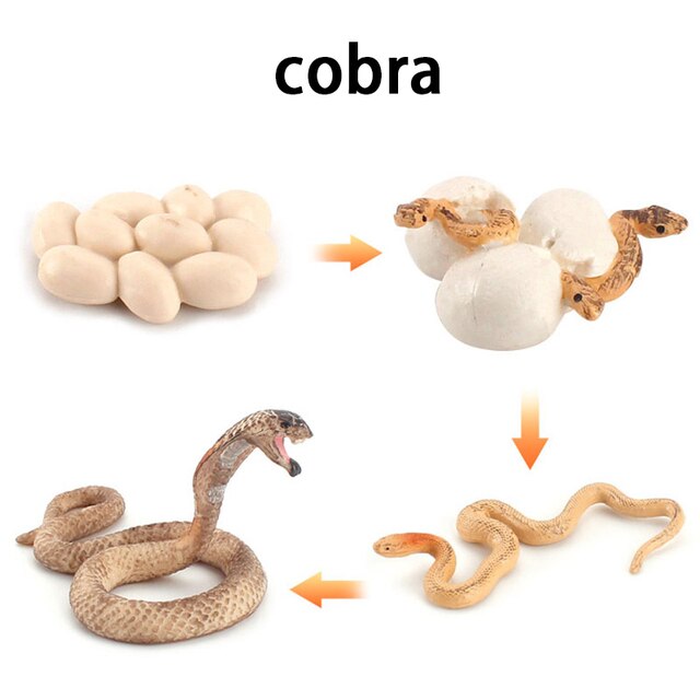 Wooden Animal Life Cycle - BabbeZz