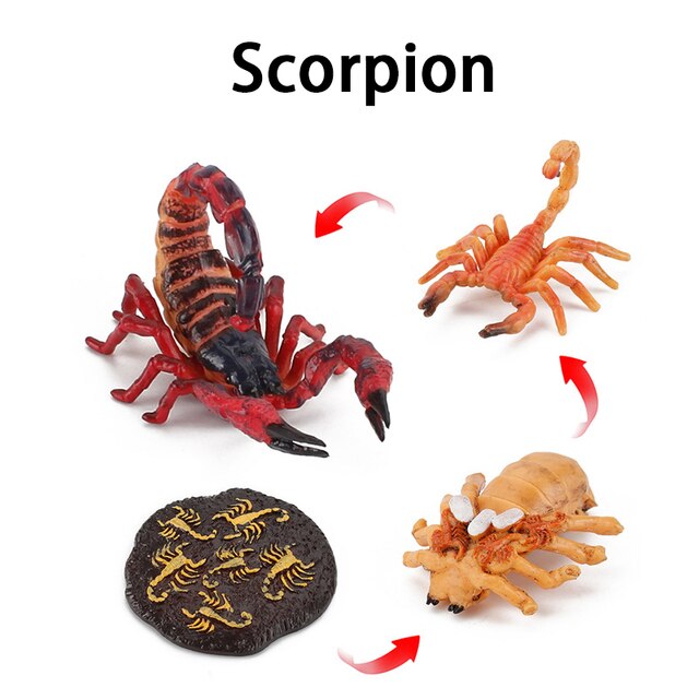 Wooden Animal Life Cycle - BabbeZz