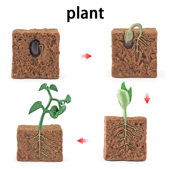 Wooden Animal Life Cycle - BabbeZz