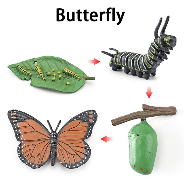 Wooden Animal Life Cycle - BabbeZz