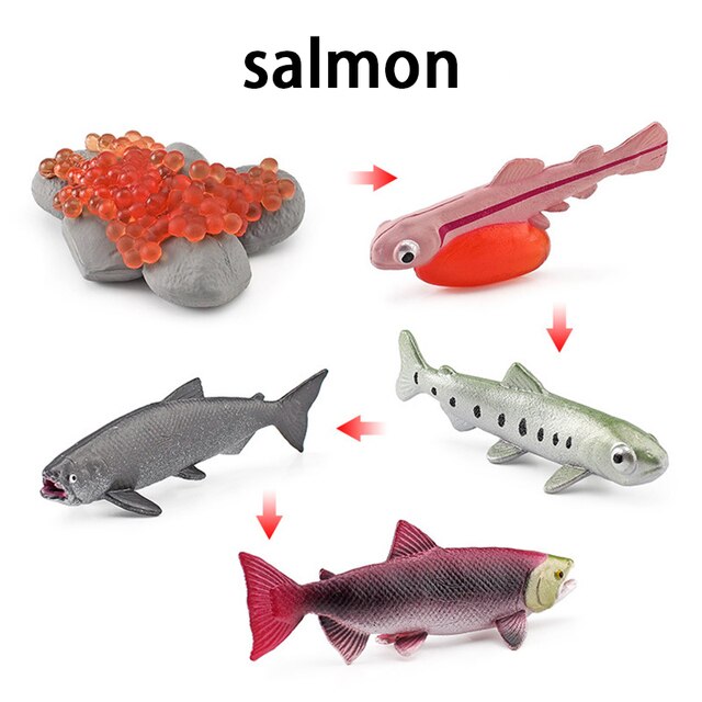 Wooden Animal Life Cycle - BabbeZz