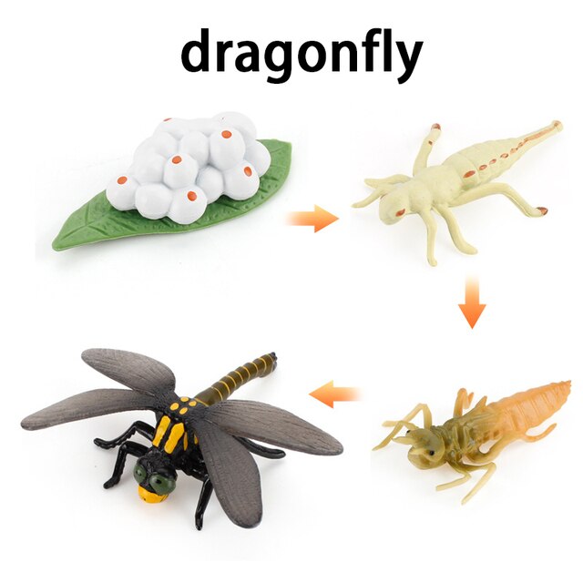 Wooden Animal Life Cycle - BabbeZz