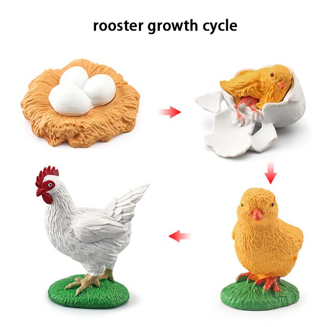 Wooden Animal Life Cycle - BabbeZz