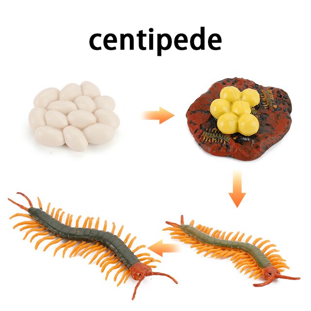 Wooden Animal Life Cycle - BabbeZz