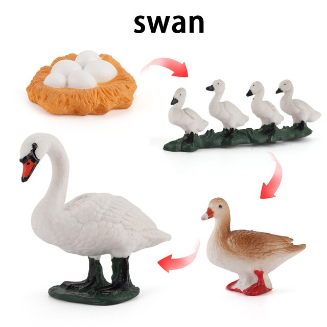 Wooden Animal Life Cycle - BabbeZz