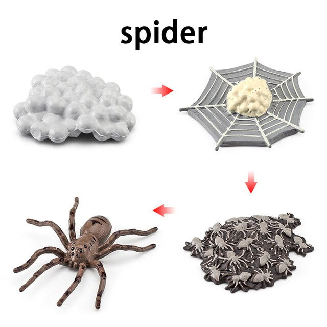 Wooden Animal Life Cycle - BabbeZz