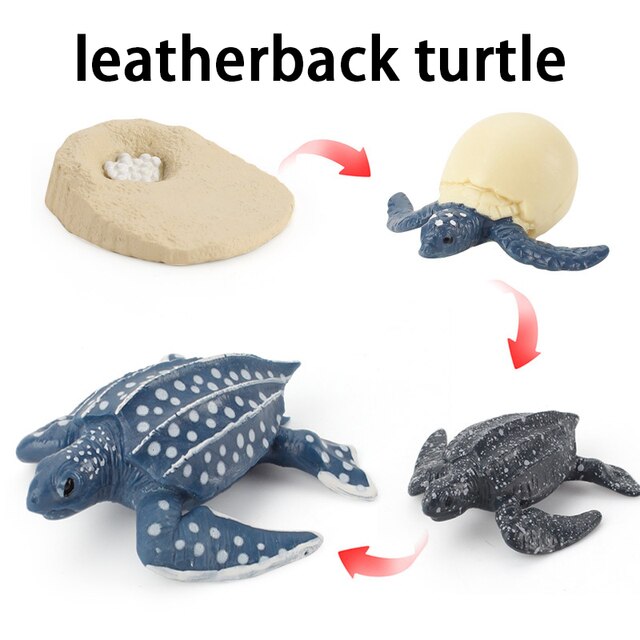 Wooden Animal Life Cycle - BabbeZz