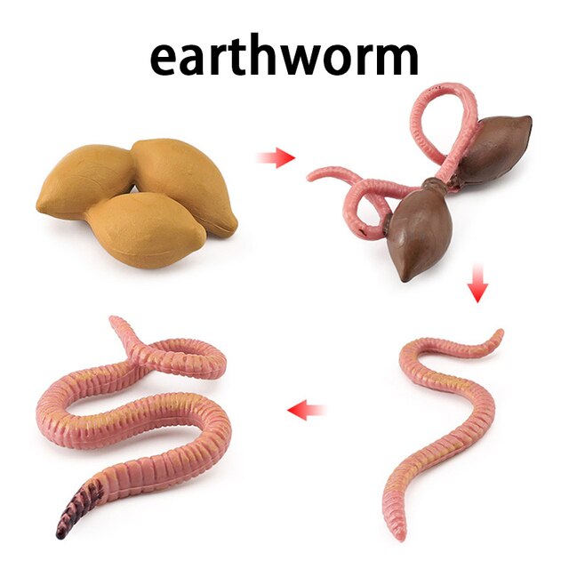 Wooden Animal Life Cycle - BabbeZz