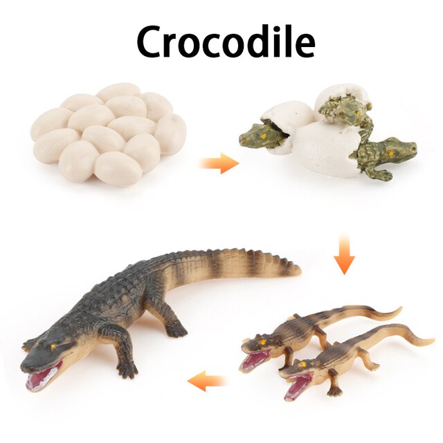 Wooden Animal Life Cycle - BabbeZz