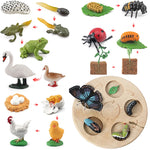 Wooden Animal Life Cycle - Babbez