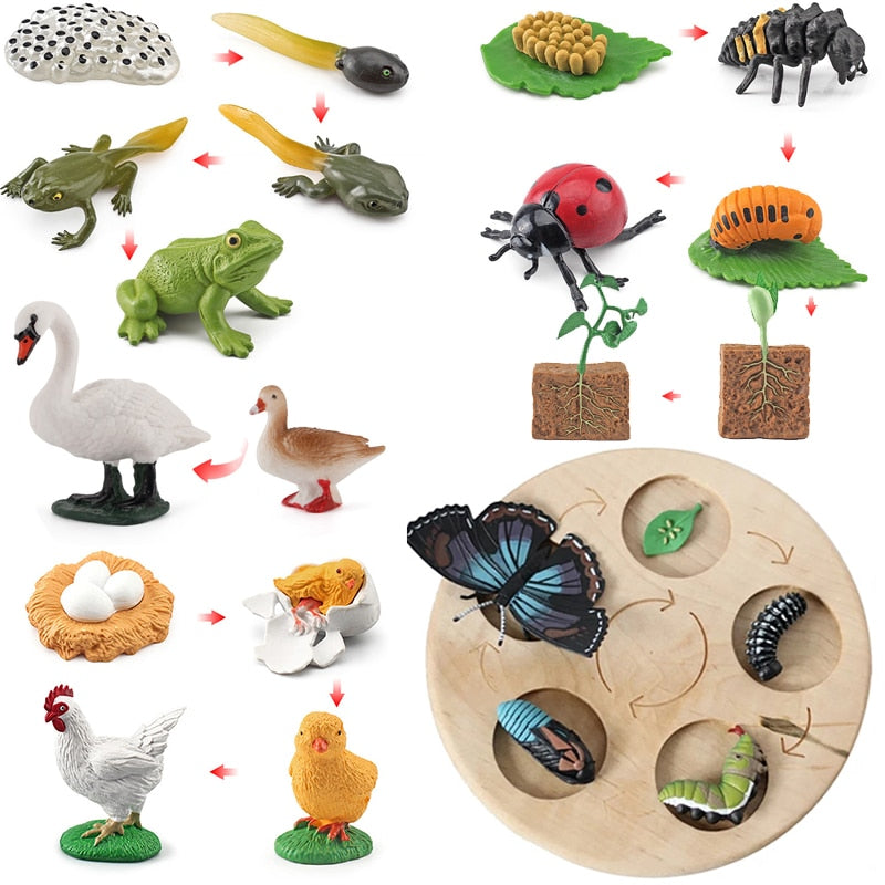 Wooden Animal Life Cycle - BabbeZz