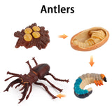 Wooden Animal Life Cycle - Babbez