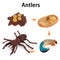 Wooden Animal Life Cycle - BabbeZz