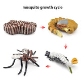 Wooden Animal Life Cycle - Babbez