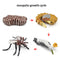 Wooden Animal Life Cycle - BabbeZz