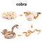 Wooden Animal Life Cycle - BabbeZz