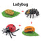 Wooden Animal Life Cycle - BabbeZz