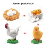 Wooden Animal Life Cycle - Babbez