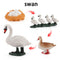 Wooden Animal Life Cycle - BabbeZz