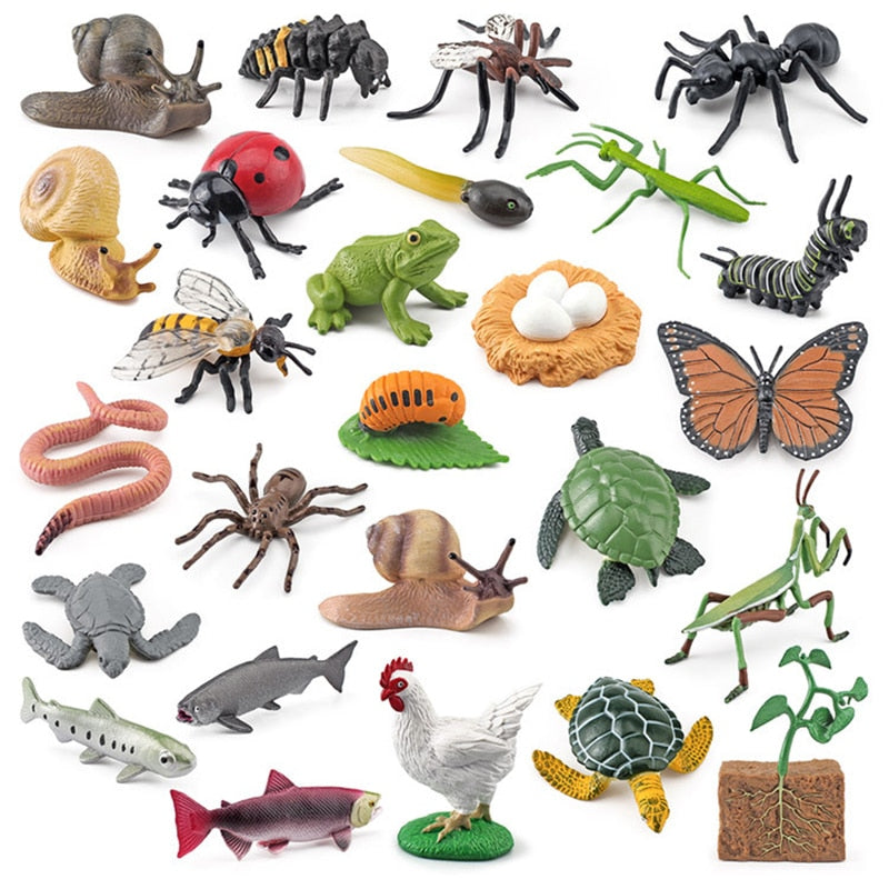 Wooden Animal Life Cycle - Babbez