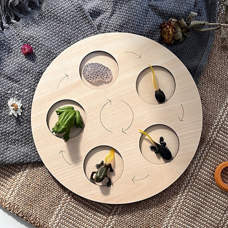 Wooden Animal Life Cycle - Babbez