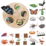 Wooden Animal Life Cycle - Babbez