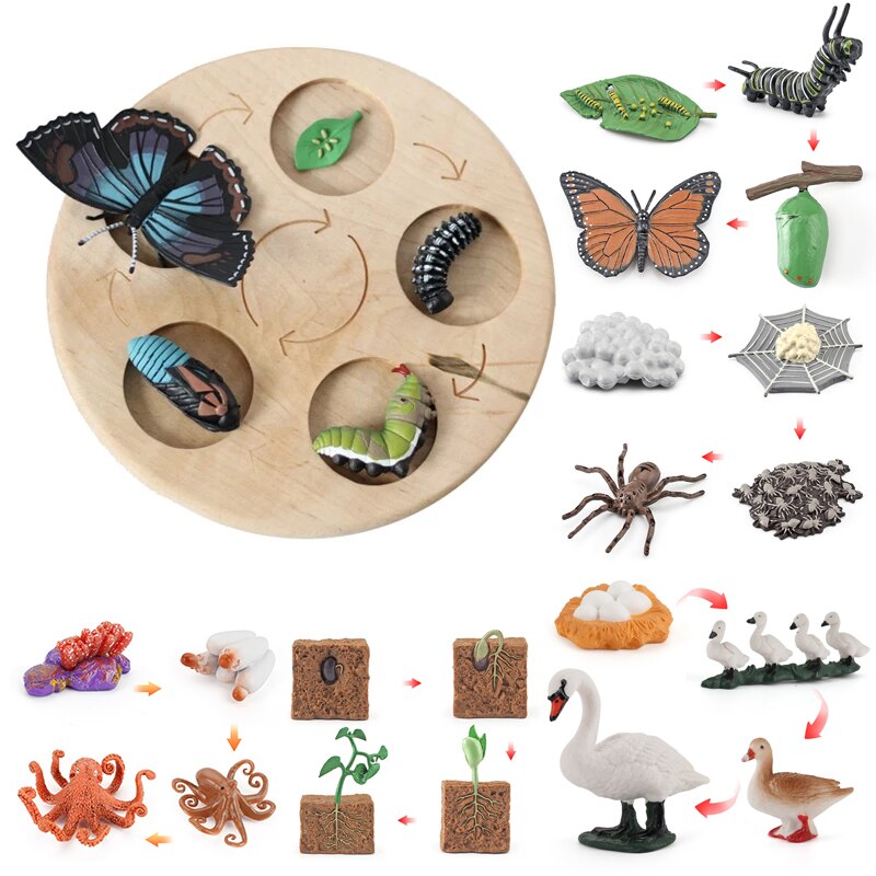 Wooden Animal Life Cycle - BabbeZz