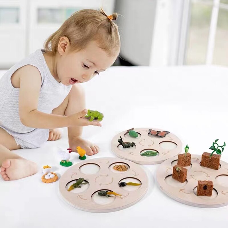Wooden Animal Life Cycle - Babbez