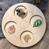 Wooden Animal Life Cycle - Babbez