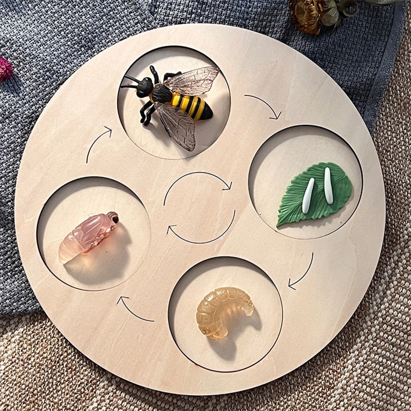 Wooden Animal Life Cycle - Babbez